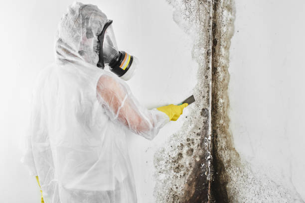Best Mold Removal and Inspection  in Hot Springs, SD