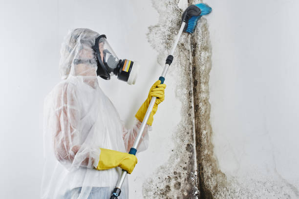 Best Mold Remediation  in Hot Springs, SD