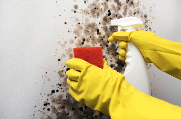 Best Mold Removal Company Near Me  in Hot Springs, SD