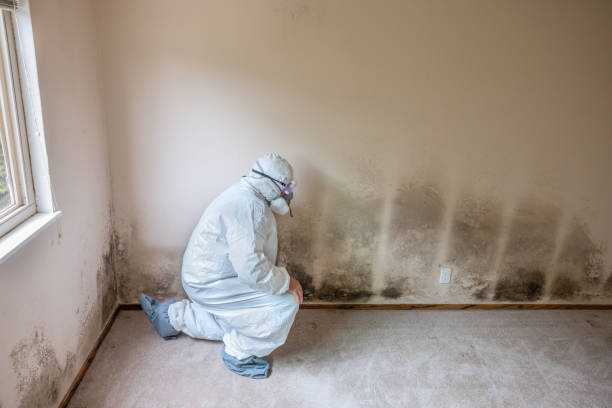 Best Black Mold Removal  in Hot Springs, SD
